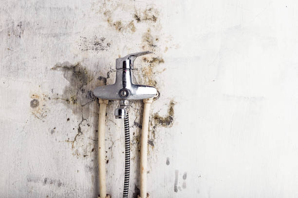 Best Mold Damage Repair  in Cibecue, AZ