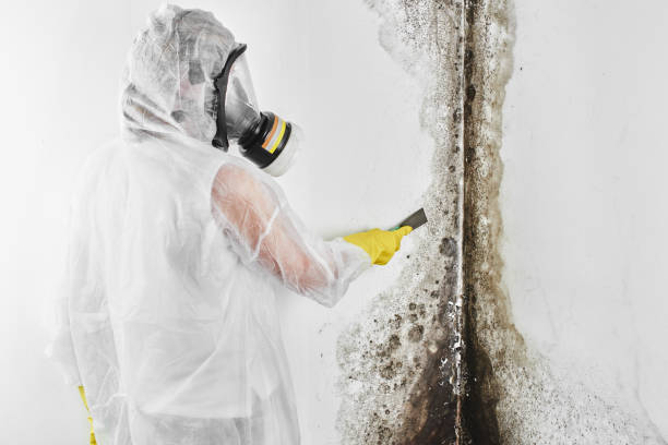Best Commercial Mold Removal  in Cibecue, AZ