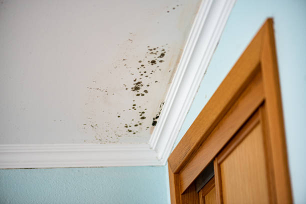 Best Commercial Mold Removal  in Cibecue, AZ