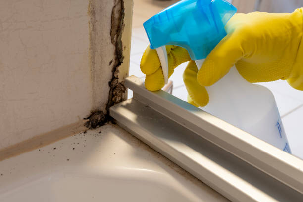 Best Residential Mold Removal  in Cibecue, AZ