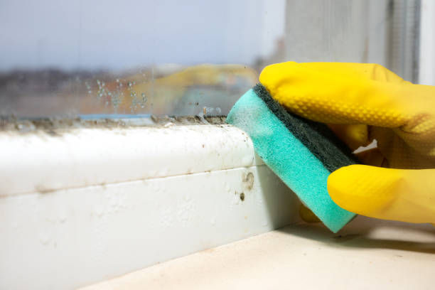 Best Mold Removal Near Me  in Cibecue, AZ