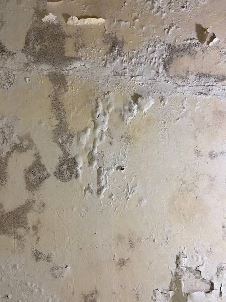 Best Emergency Mold Removal  in Cibecue, AZ