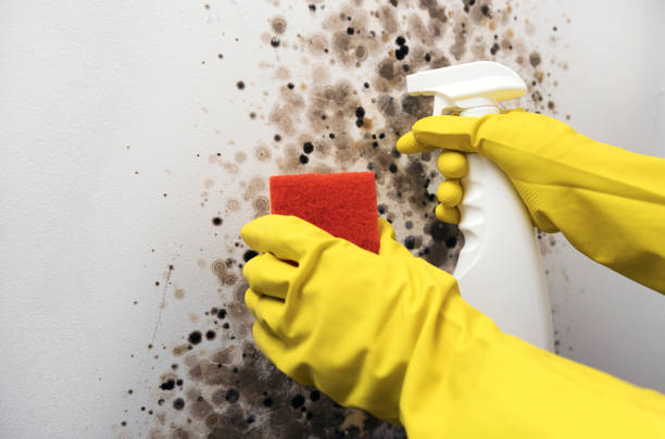Best Professional Mold Removal  in Cibecue, AZ
