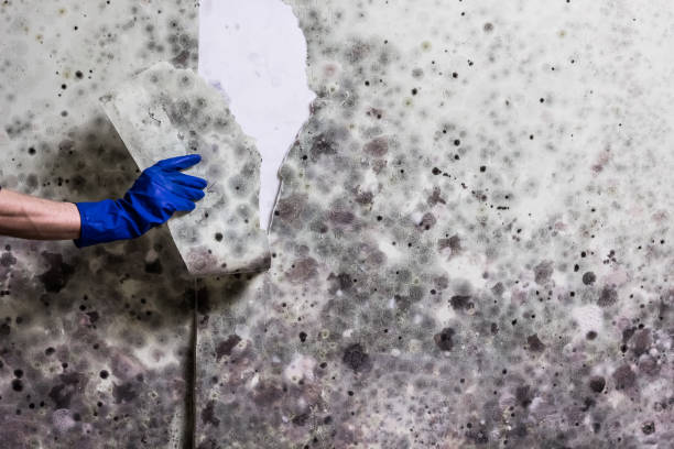 Best Mold Testing and Removal  in Cibecue, AZ